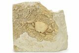 Fossil Crab (Potamon) Preserved in Travertine - Turkey #230626-2
